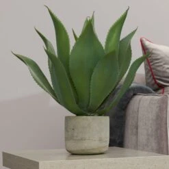 Aloe Vera Plant In Clay Pot