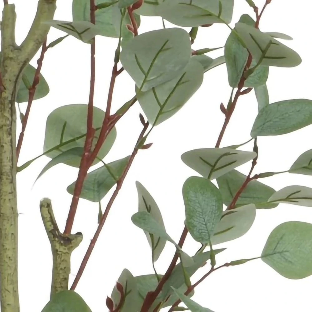 Eucalyptus Tree In Pot - Image 2