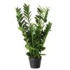 Faux Zanzibar Gem Plant In Pot