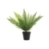 Fern In Pot 2