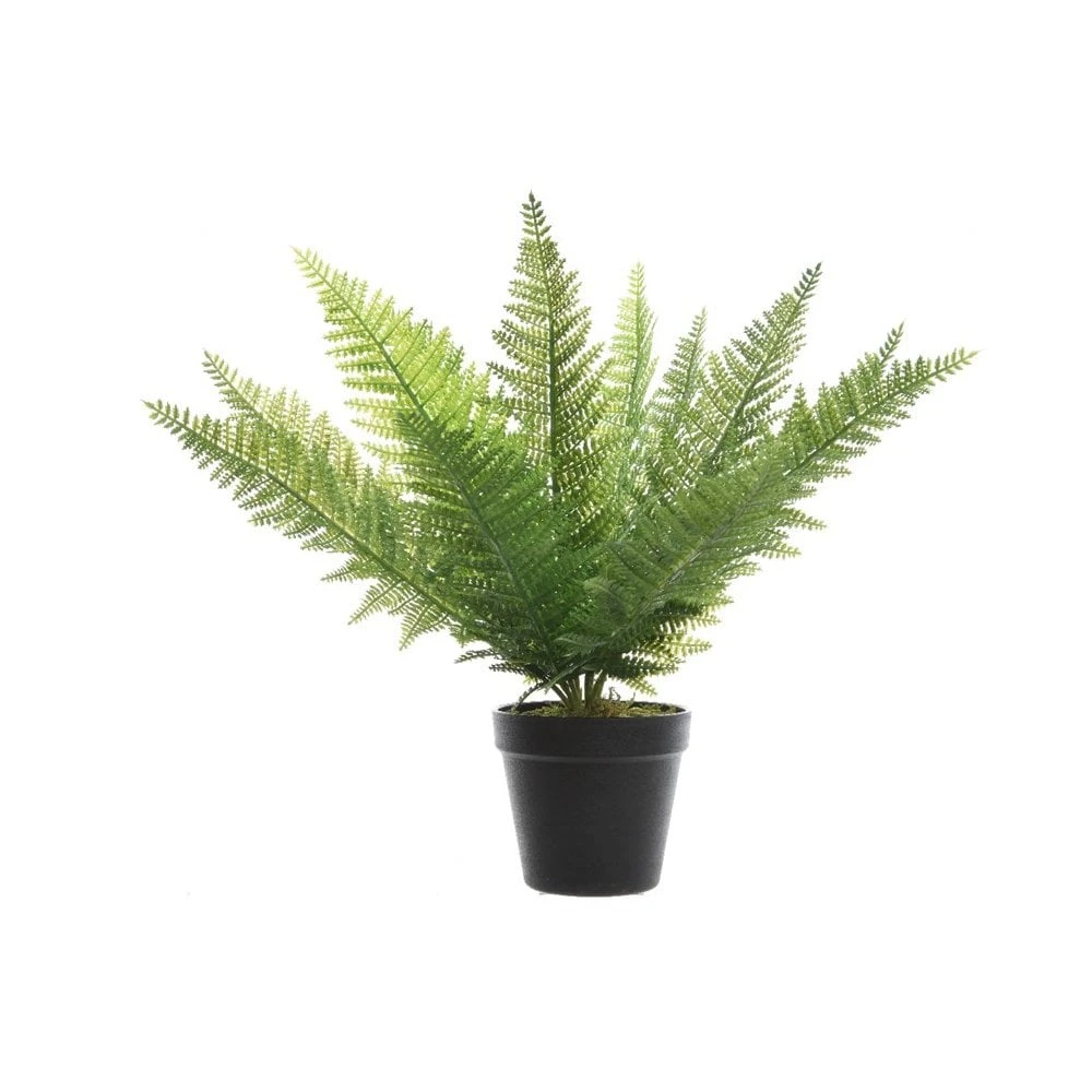 Fern In Pot 2
