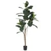 Green Rubber Tree In Black Plastic Pot
