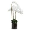 Large White Orchid In Glass Pot