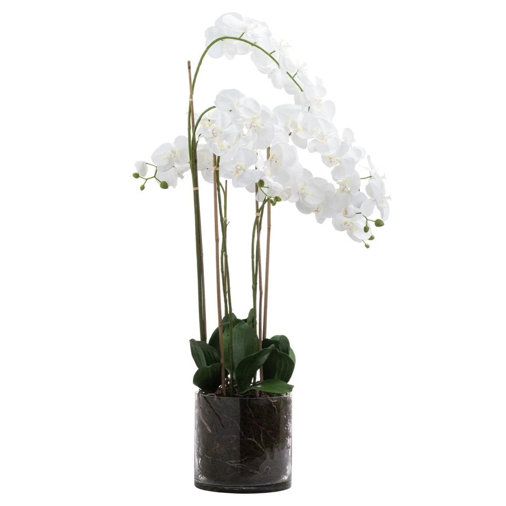 Large White Orchid In Glass Pot