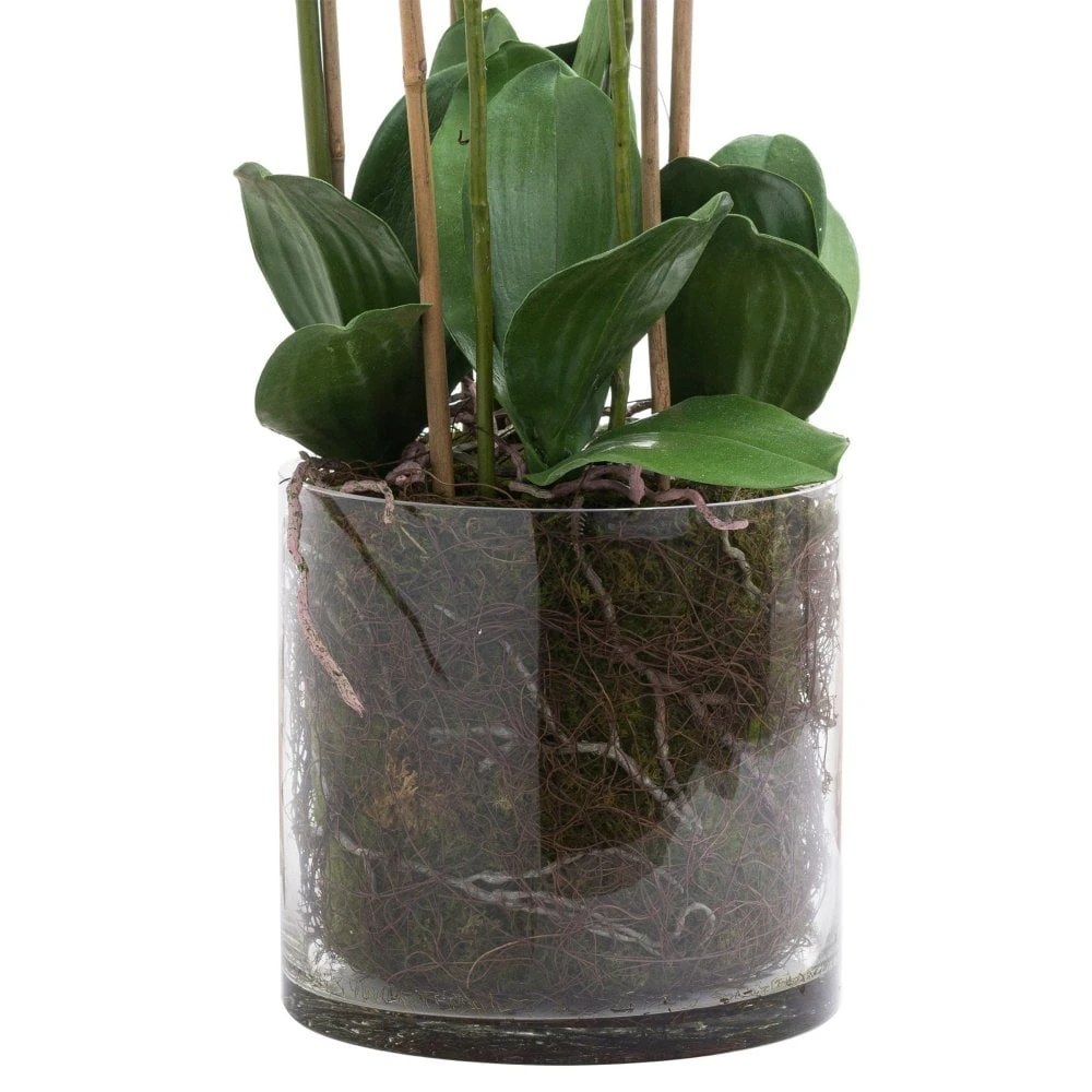 Large White Orchid In Glass Pot - Image 3