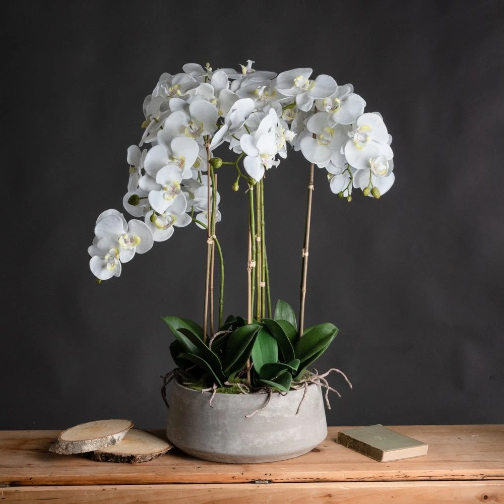 Large White Orchid In Stone Pot - Image 2