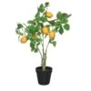 Lemon Tree In Plactic Pot