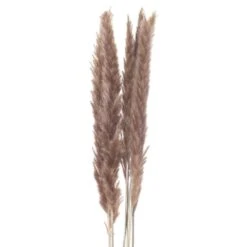 HI Mini Natural Pampas Grass Single Stem