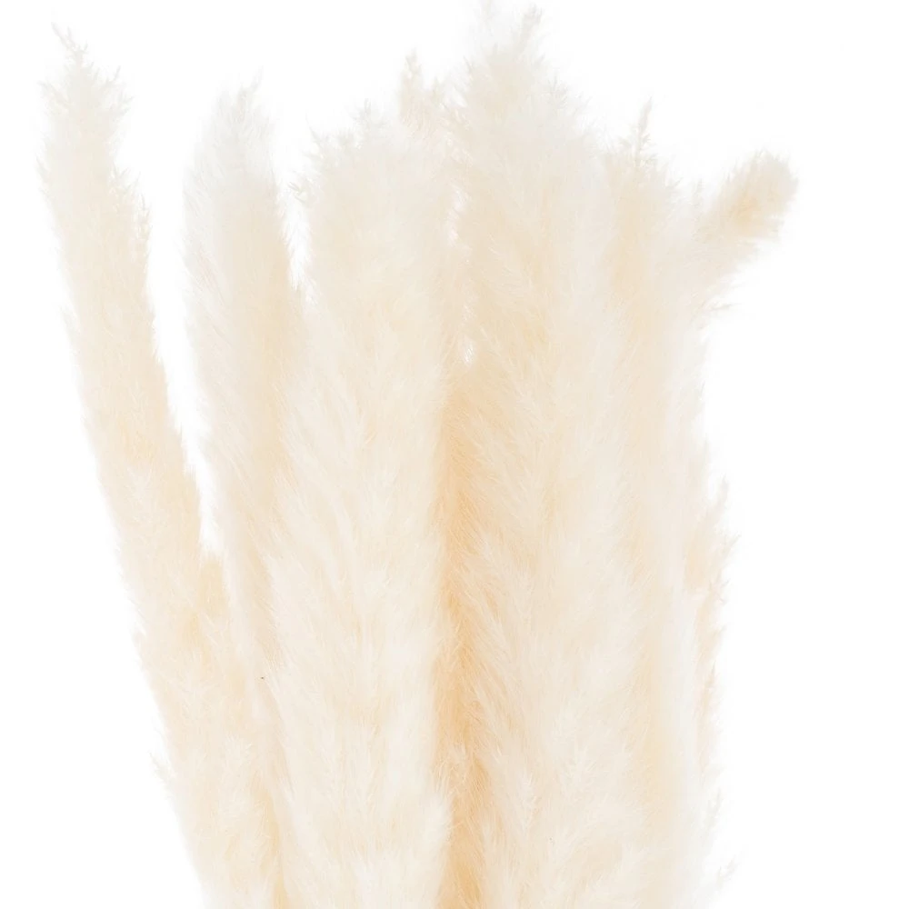 Mini White Pampas Grass Single Stem - Image 2