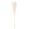 Mini White Pampas Grass Single Stem