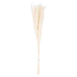 Mini White Pampas Grass Single Stem