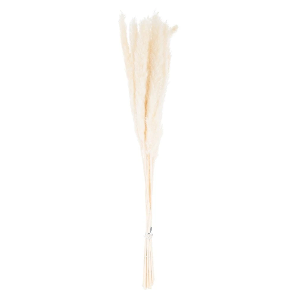 Mini White Pampas Grass Single Stem