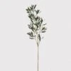 Olive Branch - Single Stem