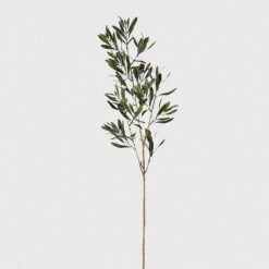 Olive Branch - Single Stem