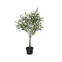 Olive Tree In Plastic Pot