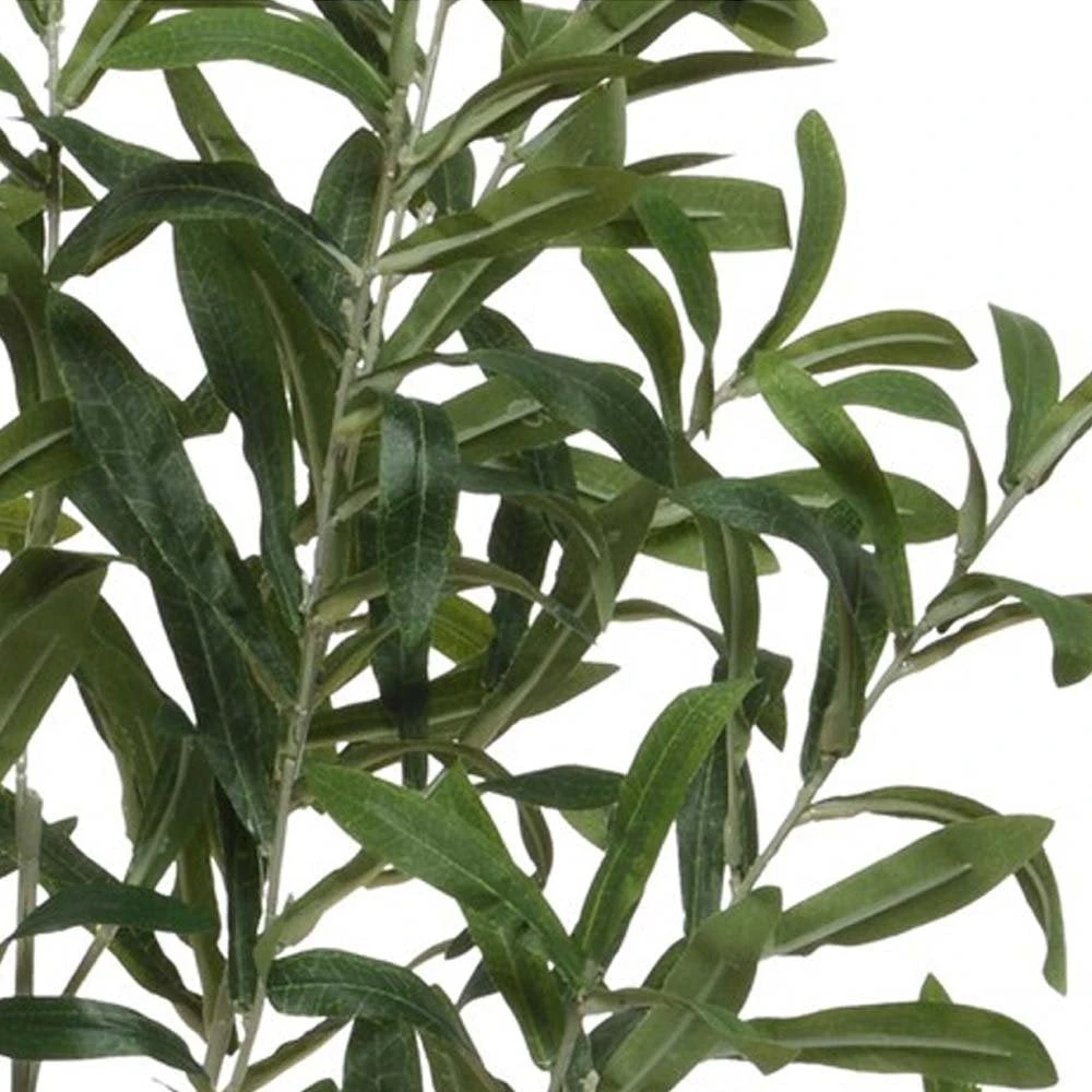 Olive Tree In Plastic Pot - Image 2