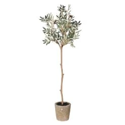 Olive Tree In Pot