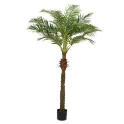 Palm Tree In Pot