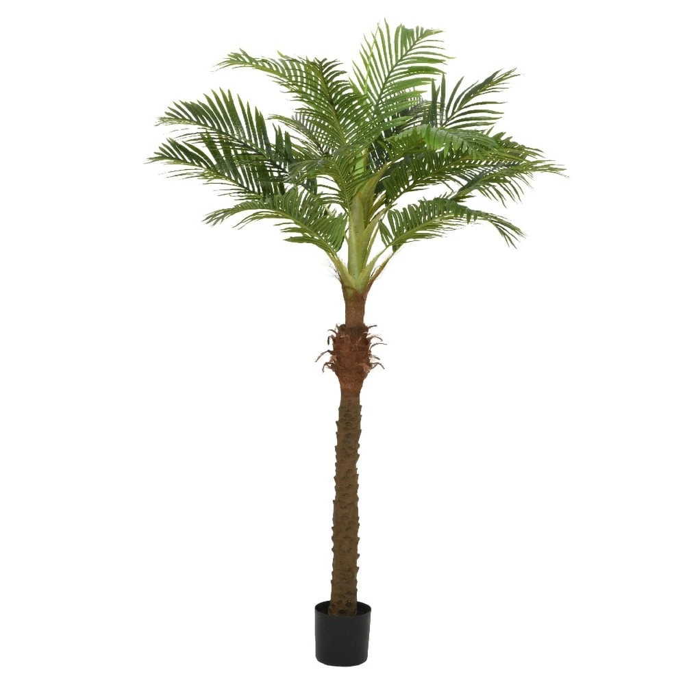 Palm Tree In Pot