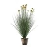 Potted Ball Grass With Yellow Heads