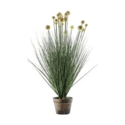 Potted Ball Grass With Yellow Heads
