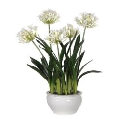 White Agapanthus Plants