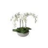 White Orchid In Ceramic Pot