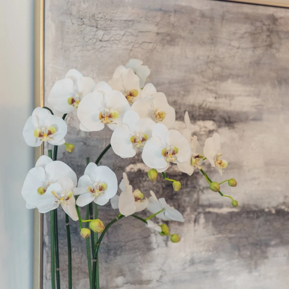 White Orchid Phalaenopsis Plant - Image 4