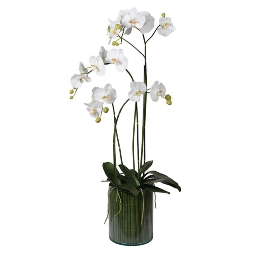 White Orchid Phalaenopsis Plant