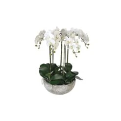 White Orchid Plant In Pot