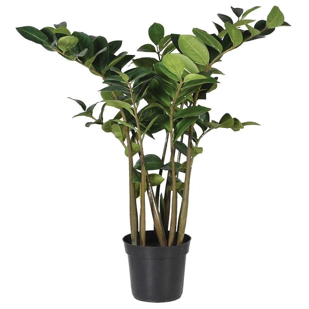 Zamioculcus Plant In Black Pot